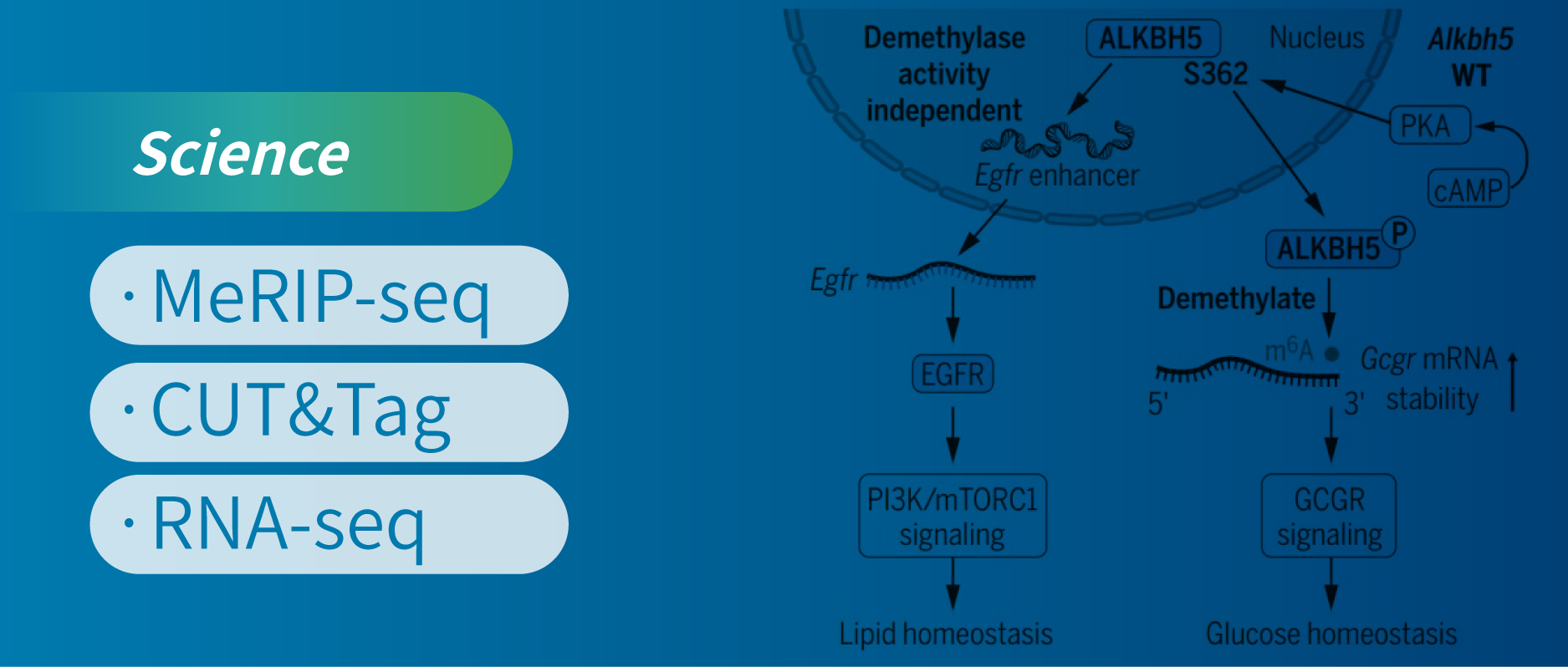 MeRIP-seq+CUT&Tag+RNA-seq۶ѧʾ֬л»